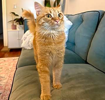 Photo of Chester Cheeto