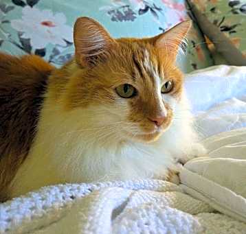Photo of Kricket