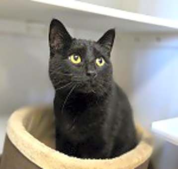 Photo of Salem