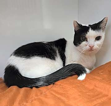 Photo of Tippy