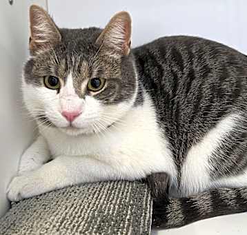 Photo of Tuna