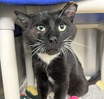 Photo of Lecter - FIV+