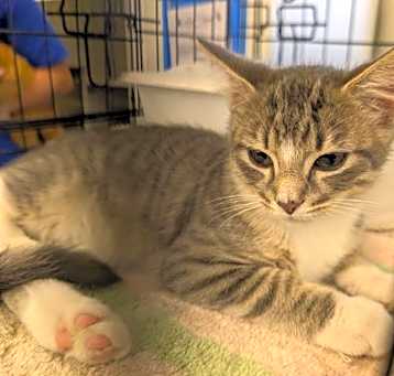 Photo of Biscuit     (th)