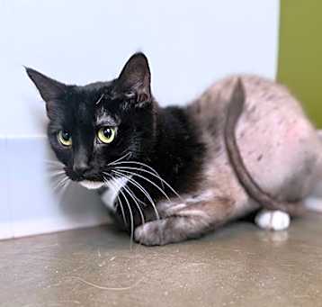 Photo of Sweetie Pie