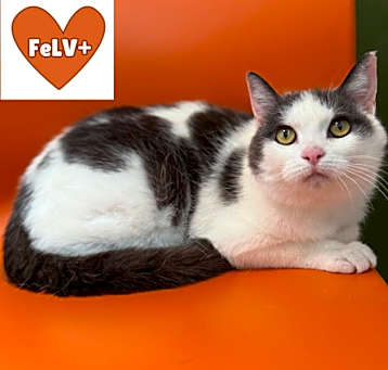 Photo of Snowflake
