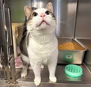 Photo of Artemis