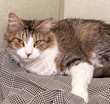 Photo of Mochi