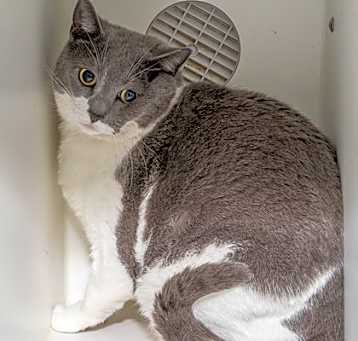 Photo of Miss Kitty