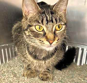 Photo of Jadzia