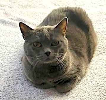 Photo of Lillie Belle