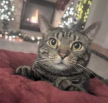 Photo of Milo