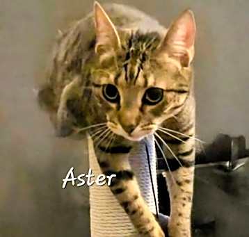 Photo of Aster #the-acro-cat