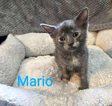 Photo of Mario