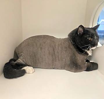 Photo of Tux (was Maxwell) 206095