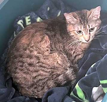 Photo of SYBIL
