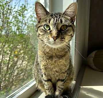 Photo of Chimera