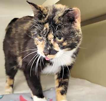 Photo of Marigold