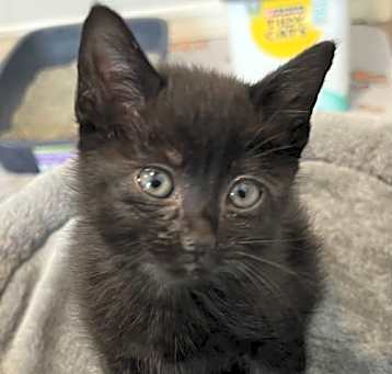 Photo of RASPBERRY