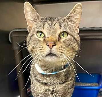 Photo of Boone