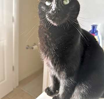 Photo of Raven