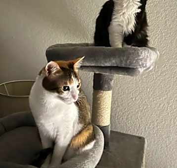 Photo of Luna