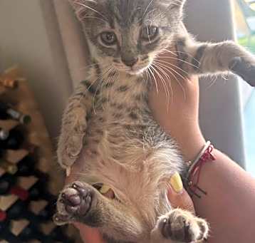 Photo of Diamond