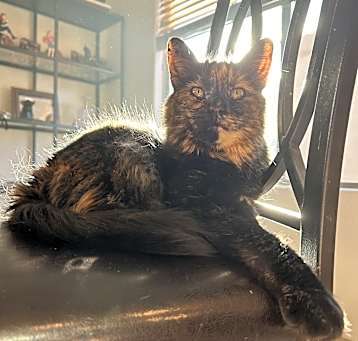 Photo of Luna