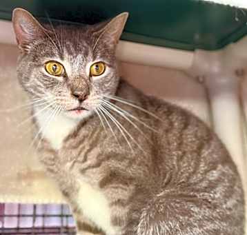 Photo of Smith (C71)