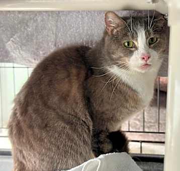 Photo of Wesson (C74)