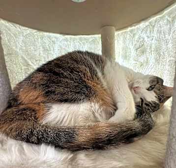 Photo of Pippa