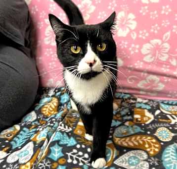 Photo of Turnip - Friendly & Sweet Girl!