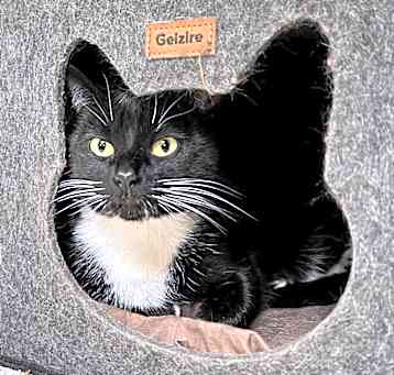 Photo of Parsnip - Adoptable barn cat! $0