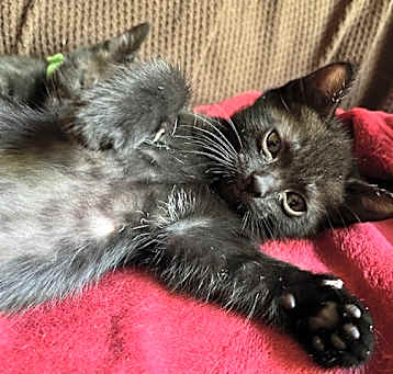 Photo of Kittens!!