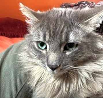 Photo of Grey