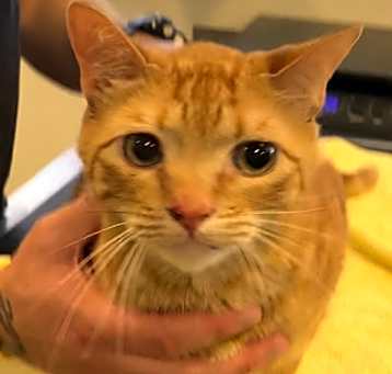 Photo of Canelo
