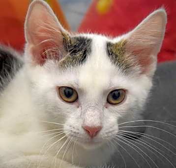 Photo of Grady McWhiskers