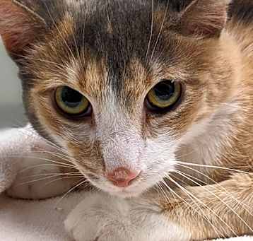 Photo of Petunia
