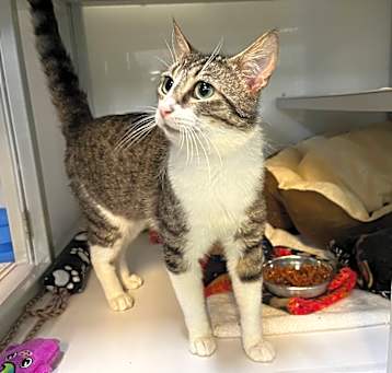 Photo of Whiskey