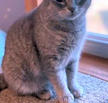 Photo of Prissy