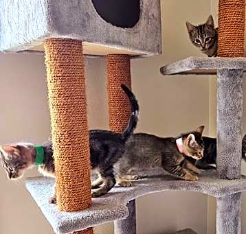 Photo of Tabby Babies!