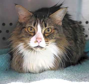 Photo of Mittens