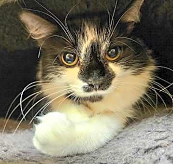 Photo of Charger~24/25-0321