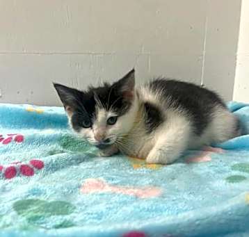 Photo of Muffin