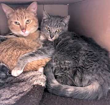 Photo of Jelly (must be adopted with Pe