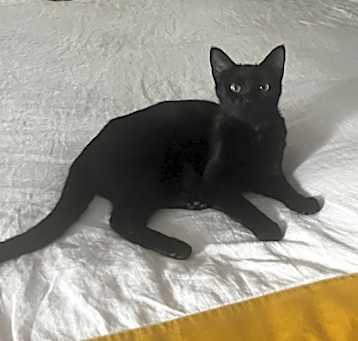 Photo of Basalt
