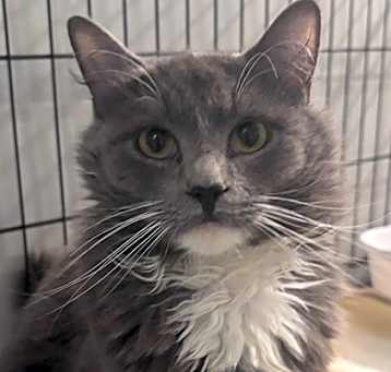 Photo of Sampson