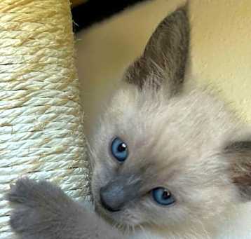 Photo of Claude