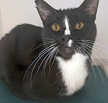 Photo of Batman