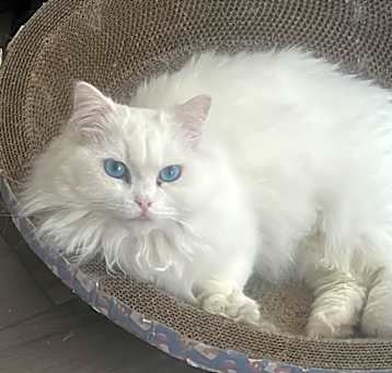 Photo of ben ben
