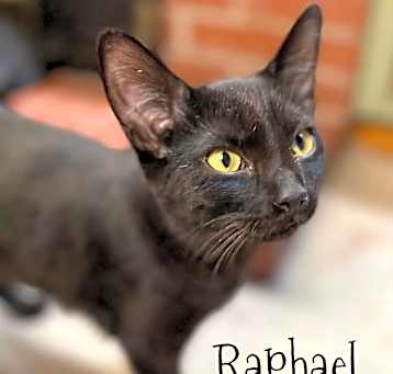 Photo of Raphael